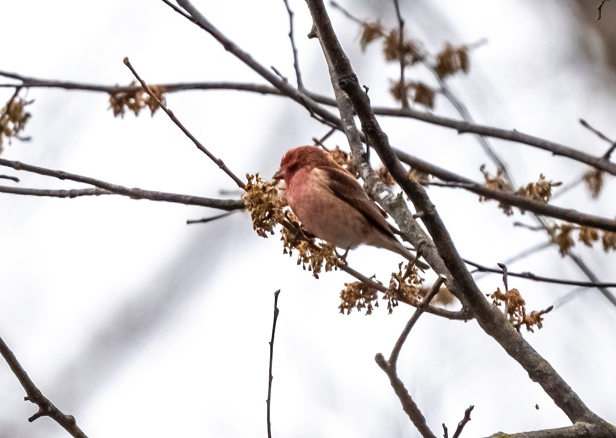 Purple Finch - ML616351567