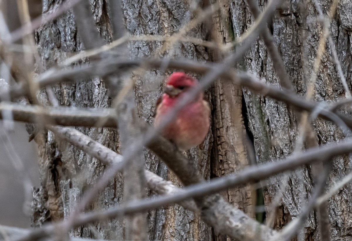 Purple Finch - ML616351568