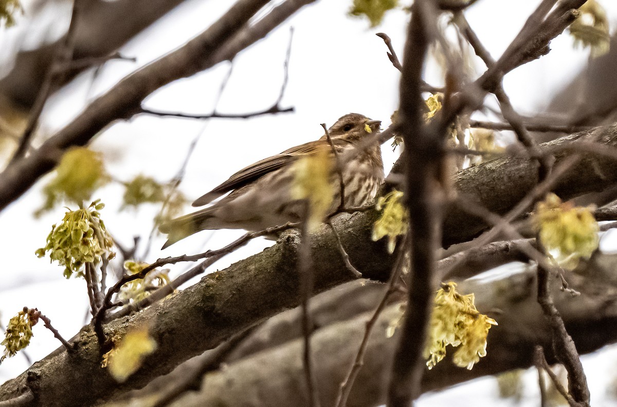 Purple Finch - ML616351569