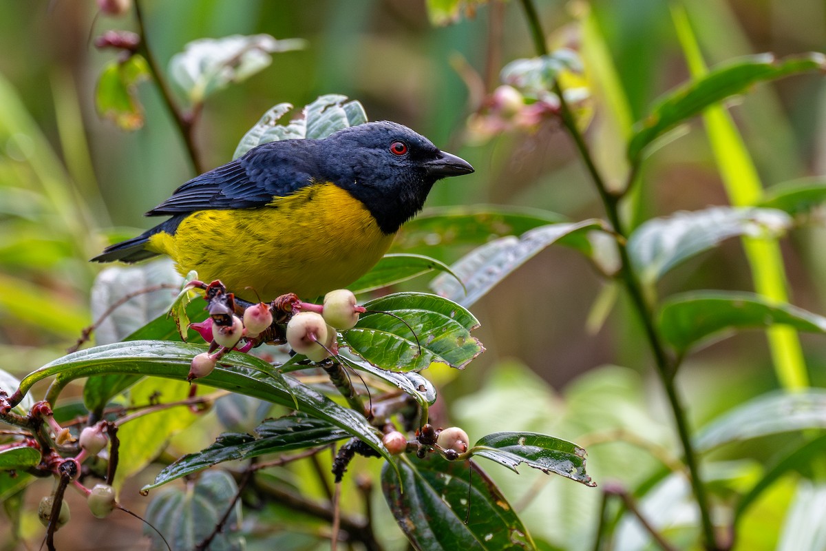 Blue-and-gold Tanager - Adam Perrier