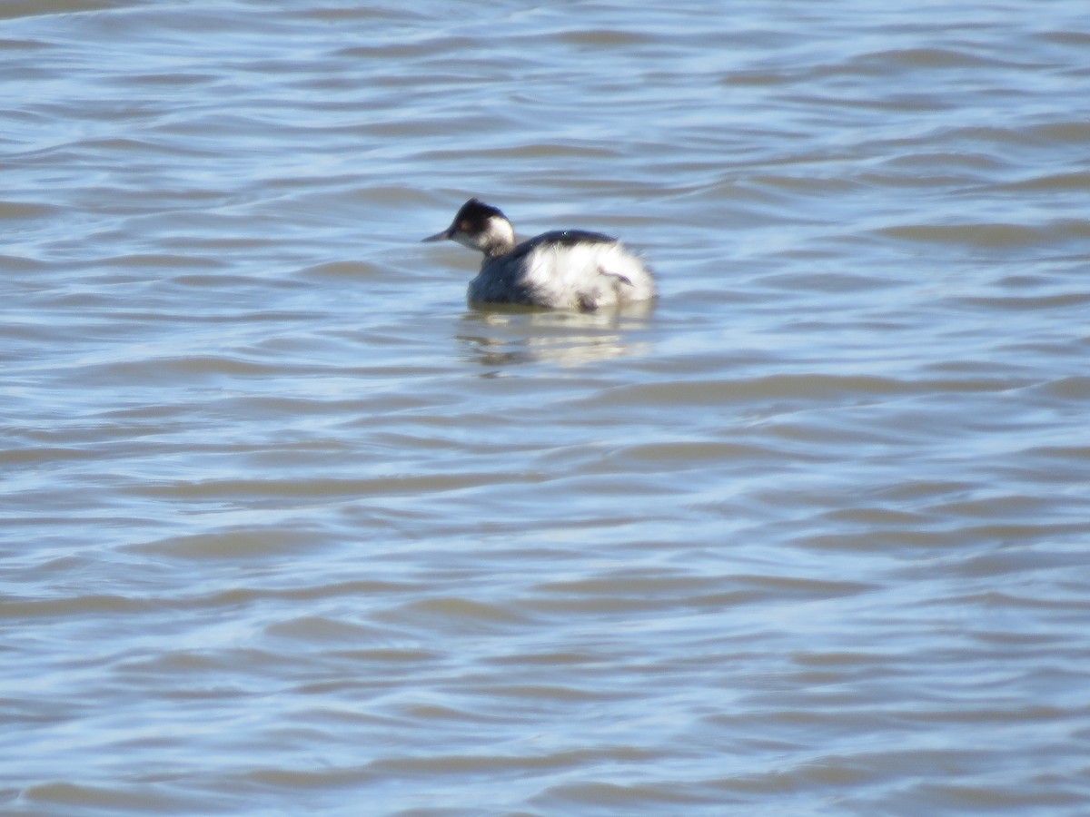 Eared Grebe - ML616351630