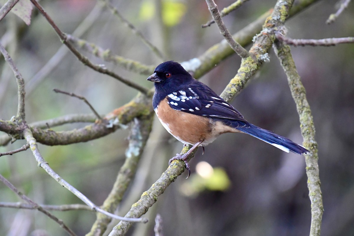 Spotted Towhee - Daniel Pankey