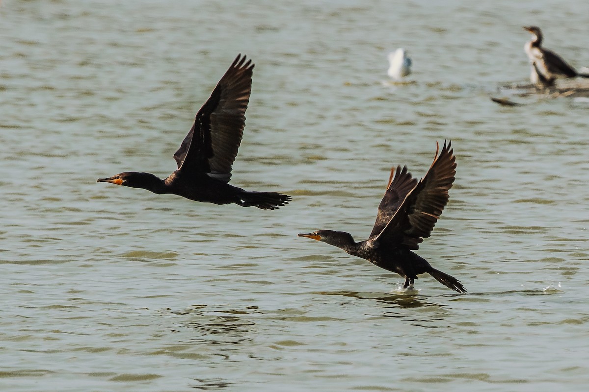 Neotropic Cormorant - ML616351719