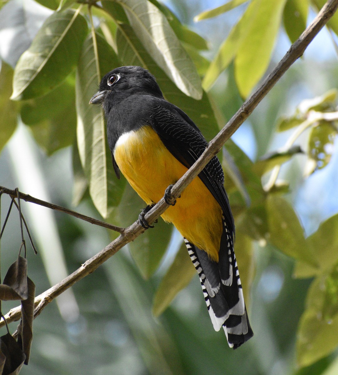 Gartered Trogon - ML616351720