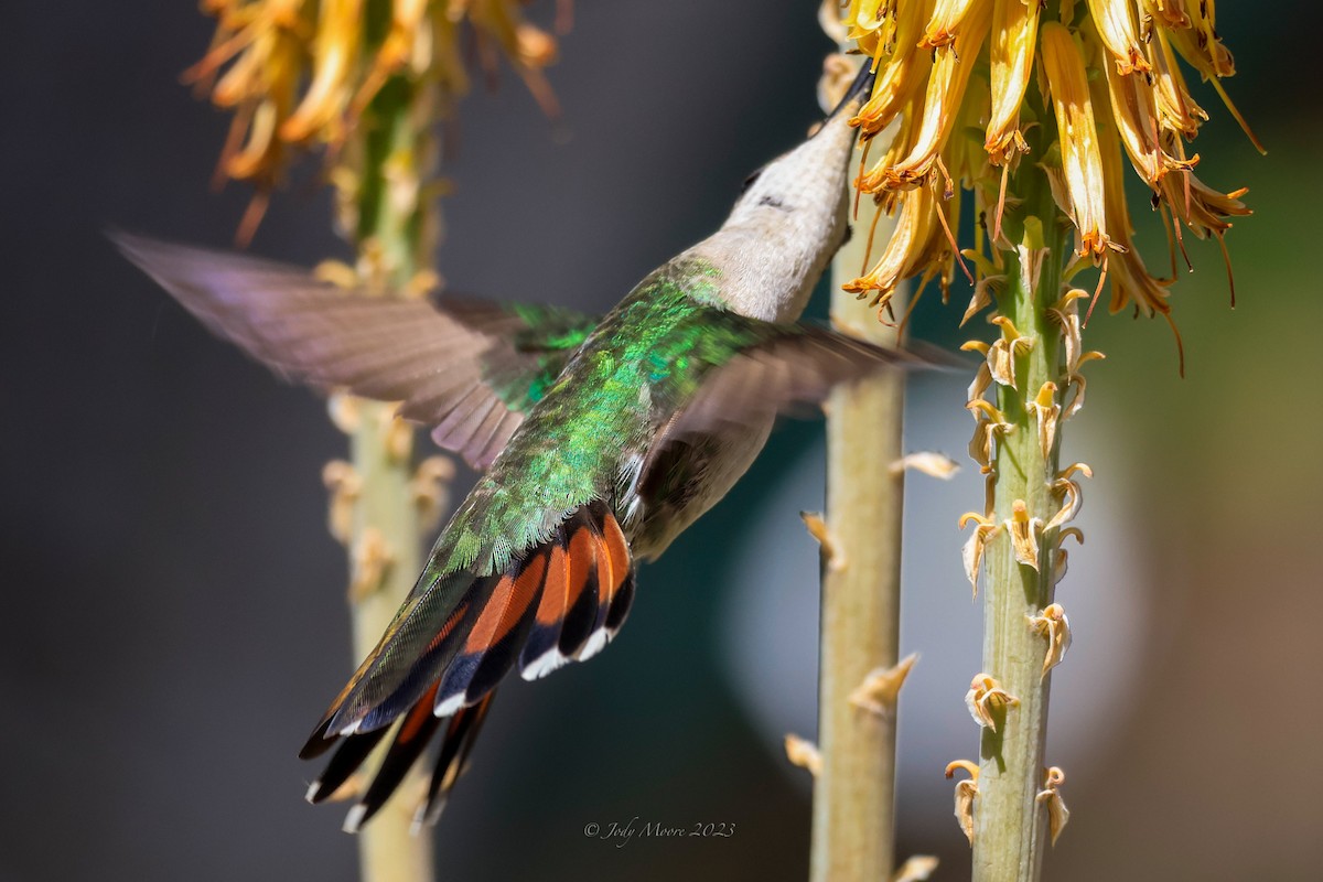 kolibřík hispaniolský - ML616351765
