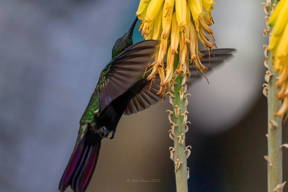 kolibřík hispaniolský - ML616351767