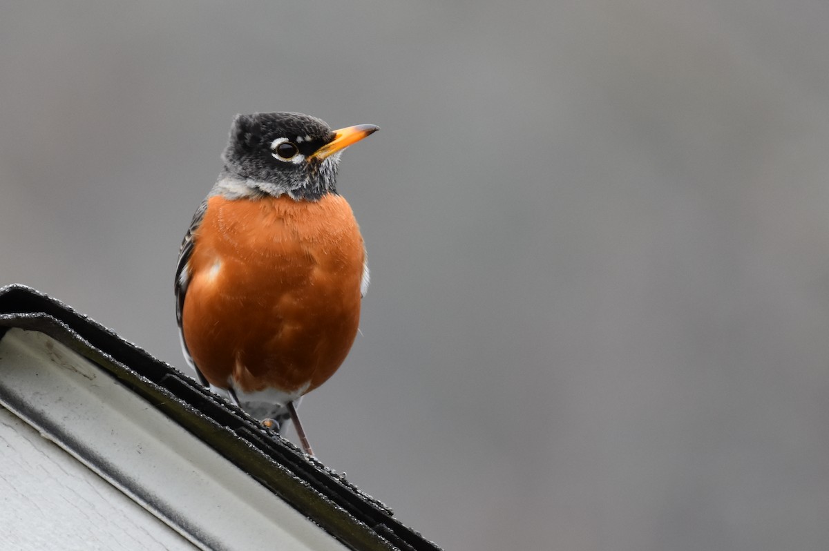 American Robin - ML616351812