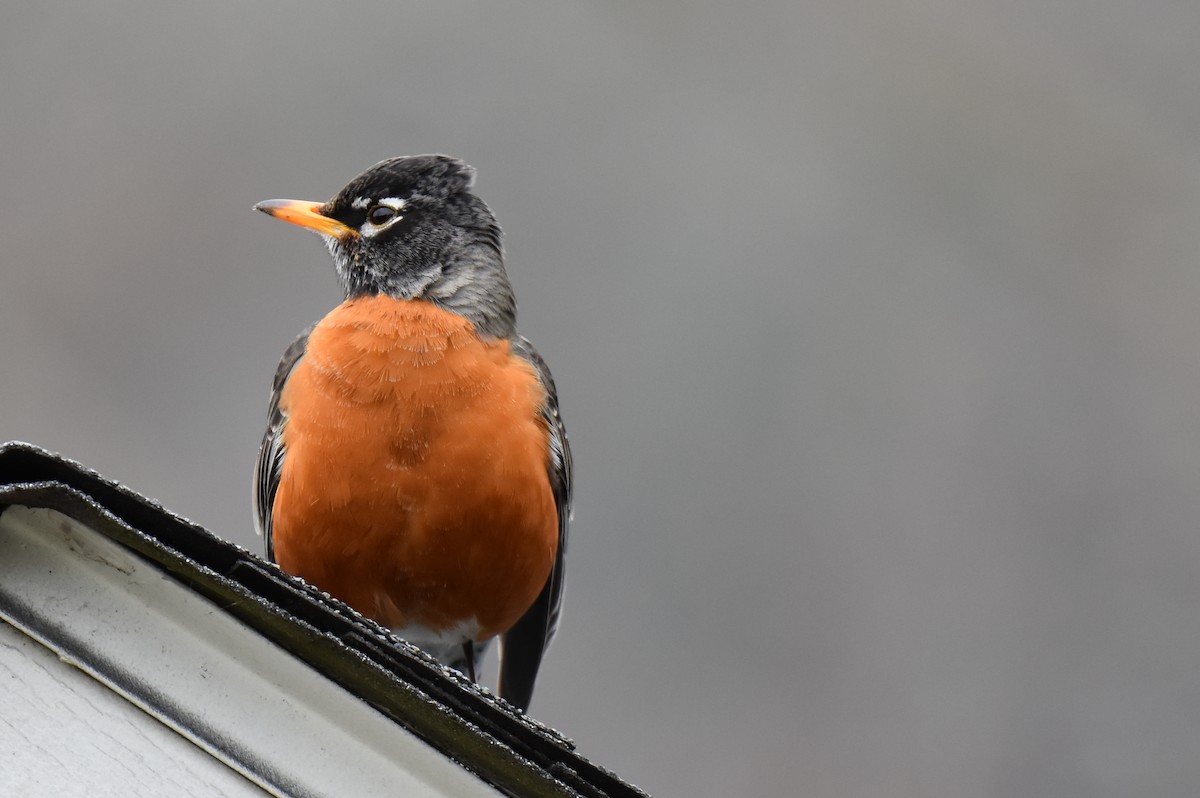 American Robin - ML616351813