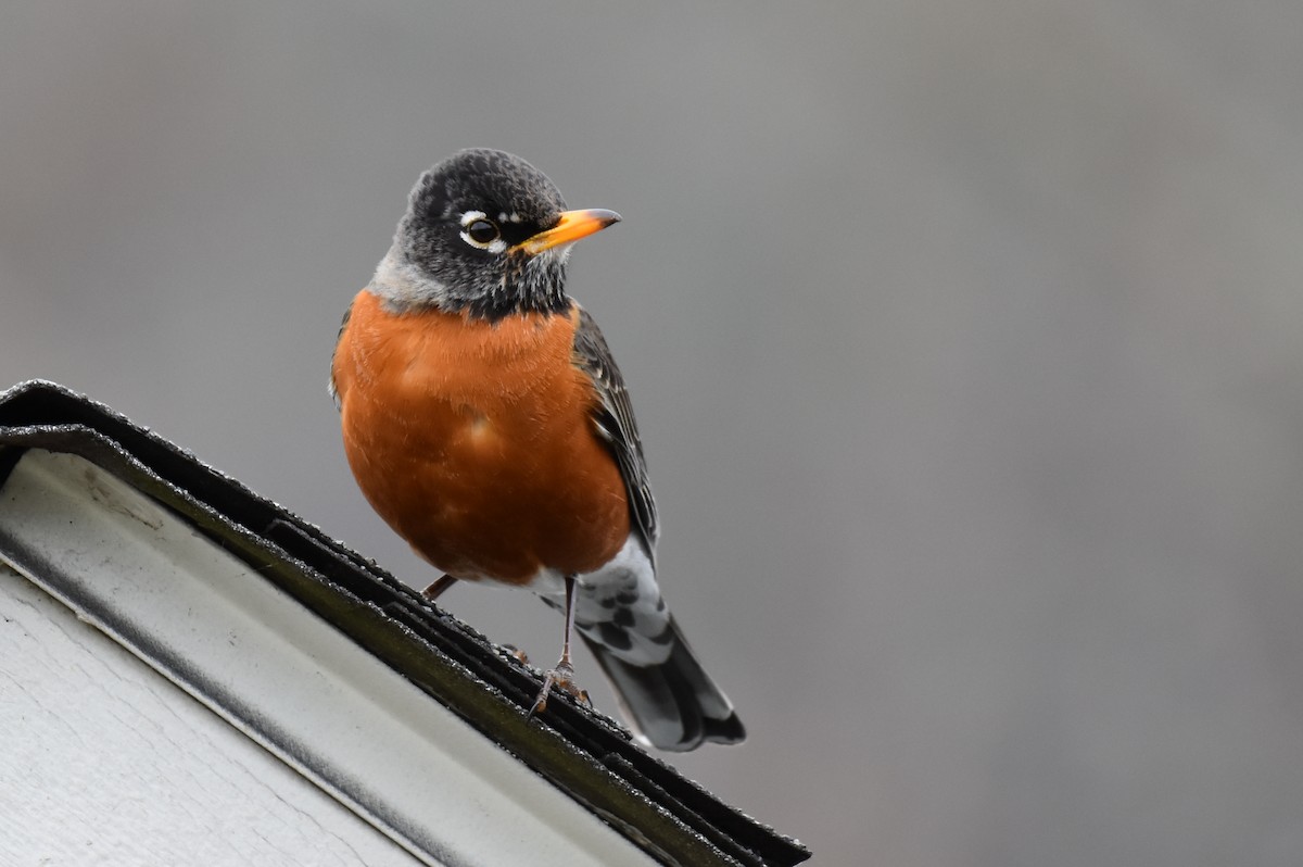 American Robin - ML616351814