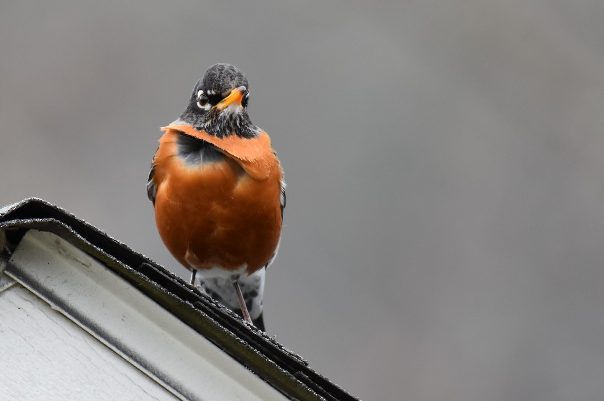 American Robin - ML616351816