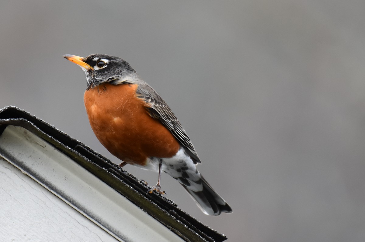 American Robin - ML616351817