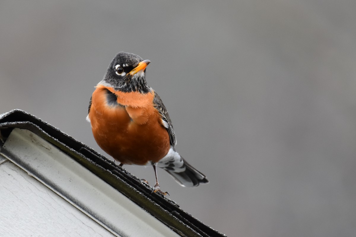 American Robin - ML616351818