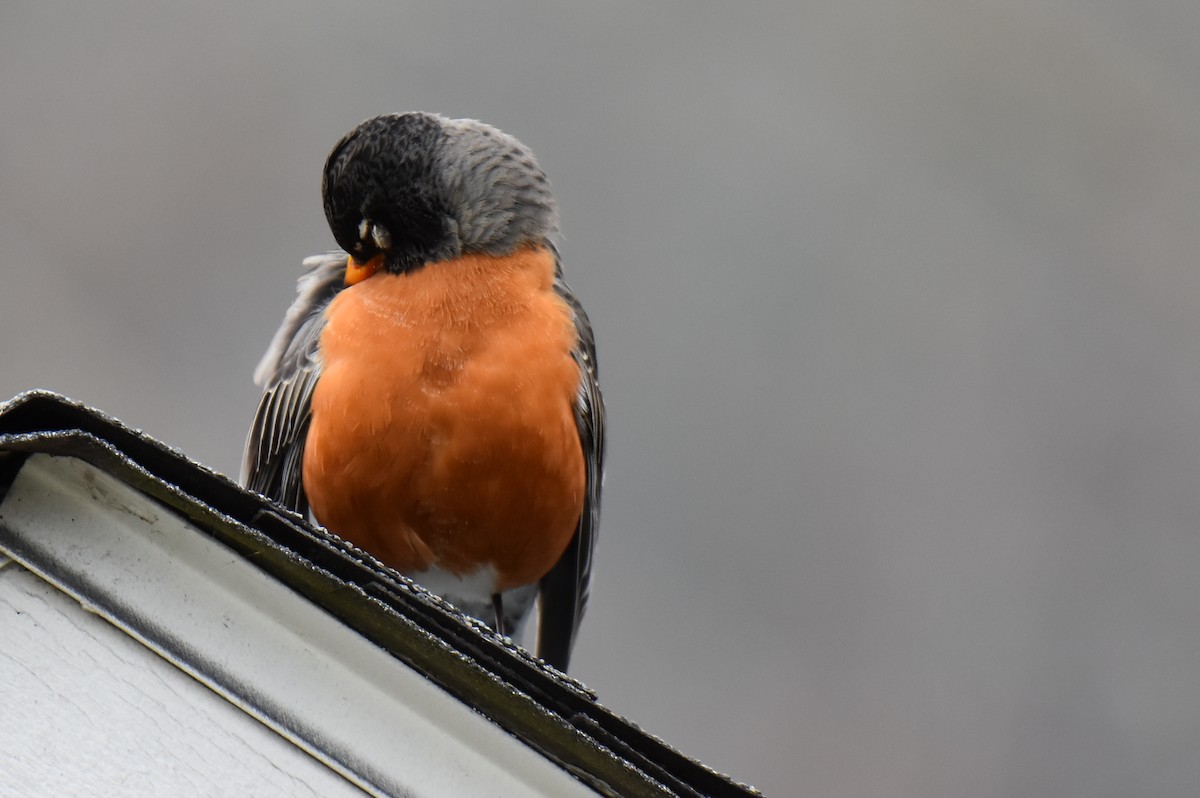 American Robin - Tiffany Means