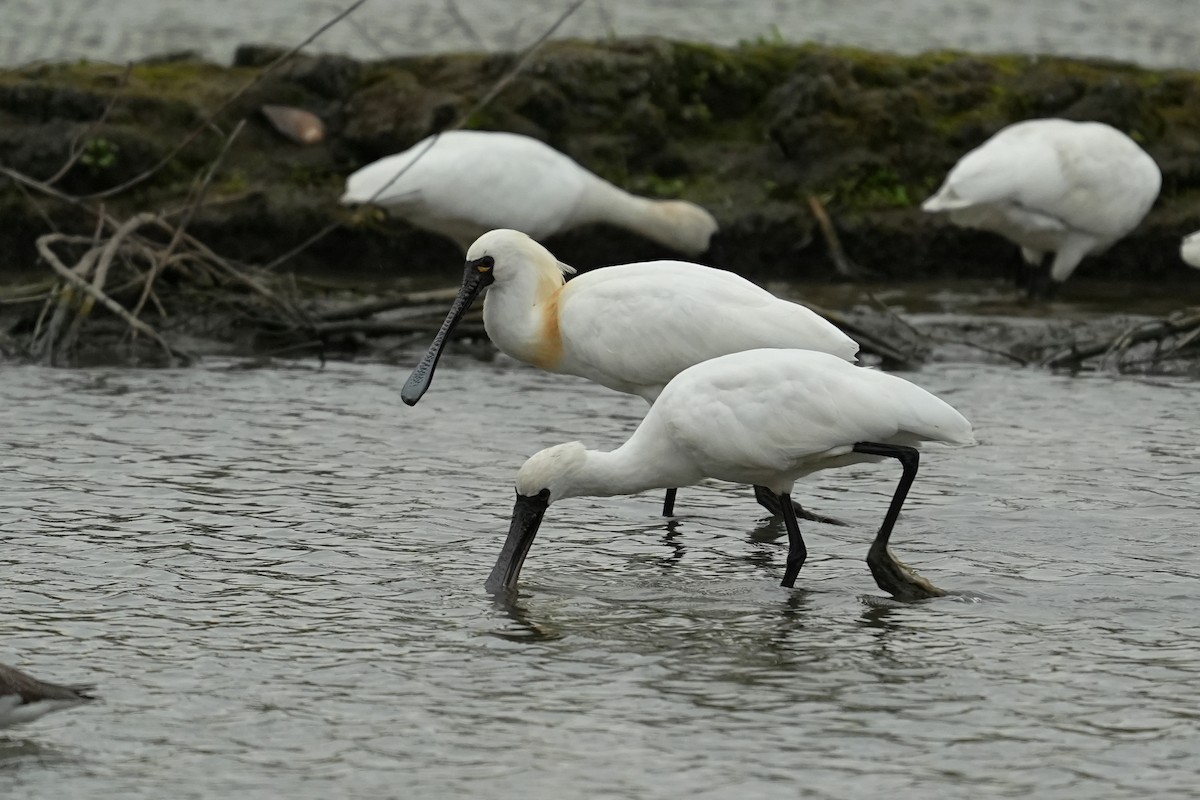 Black-faced Spoonbill - JingZu Tu