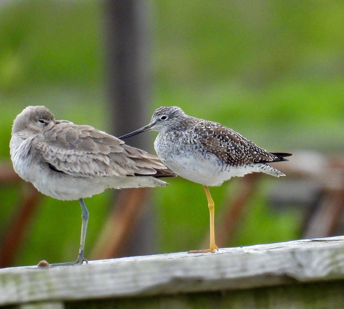 Greater Yellowlegs - ML616352173