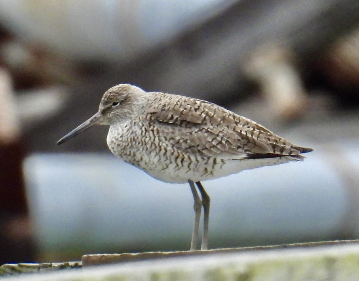 Willet (Eastern) - ML616352177