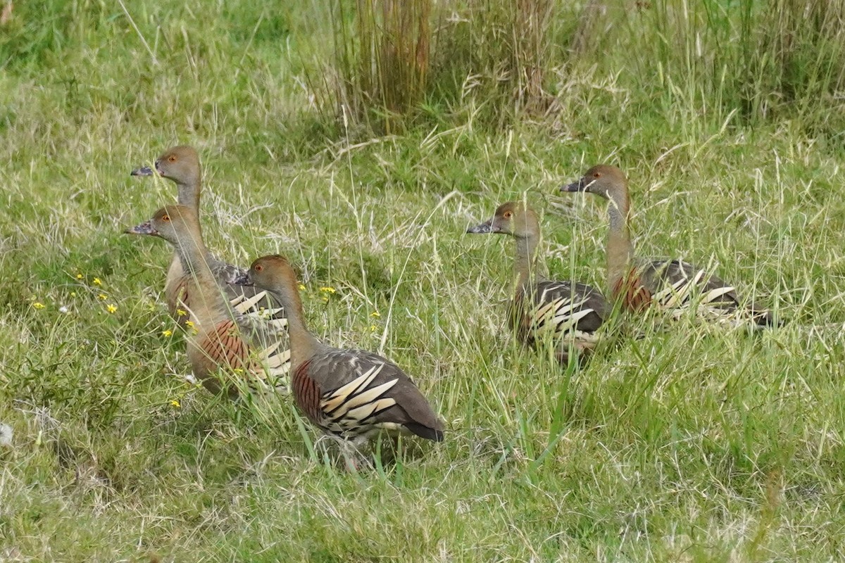 Plumed Whistling-Duck - ML616352184