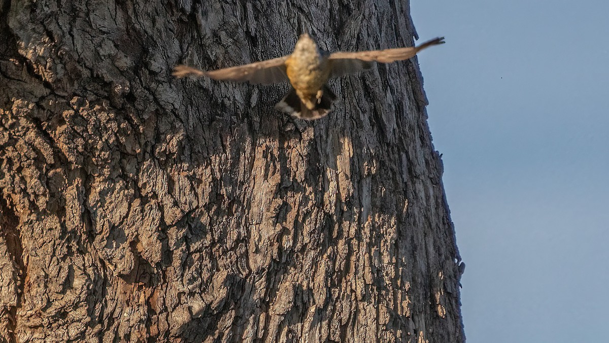 ムネアカゴジュウカラ - ML616352189