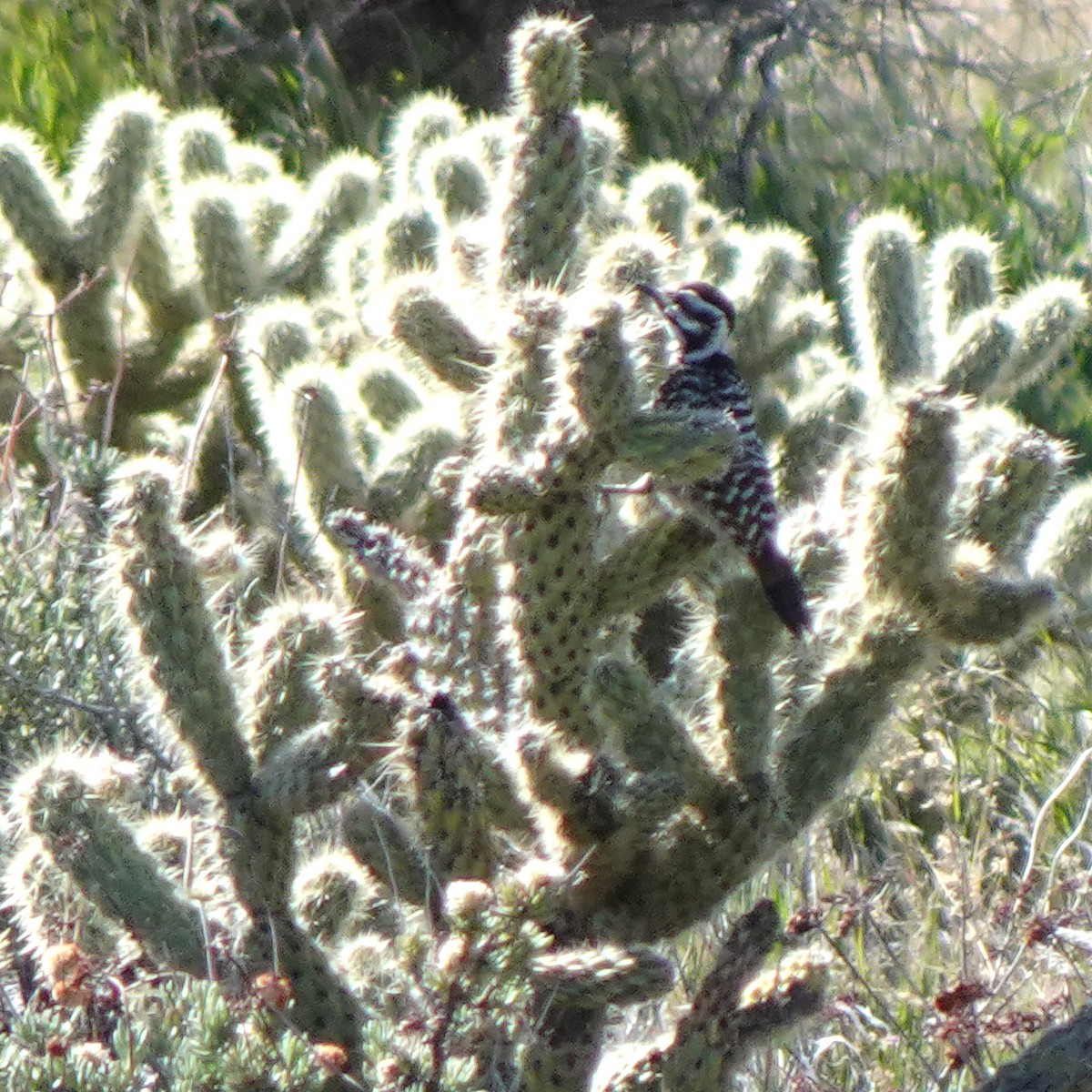 Nuttall's/Ladder-backed Woodpecker - ML616352210