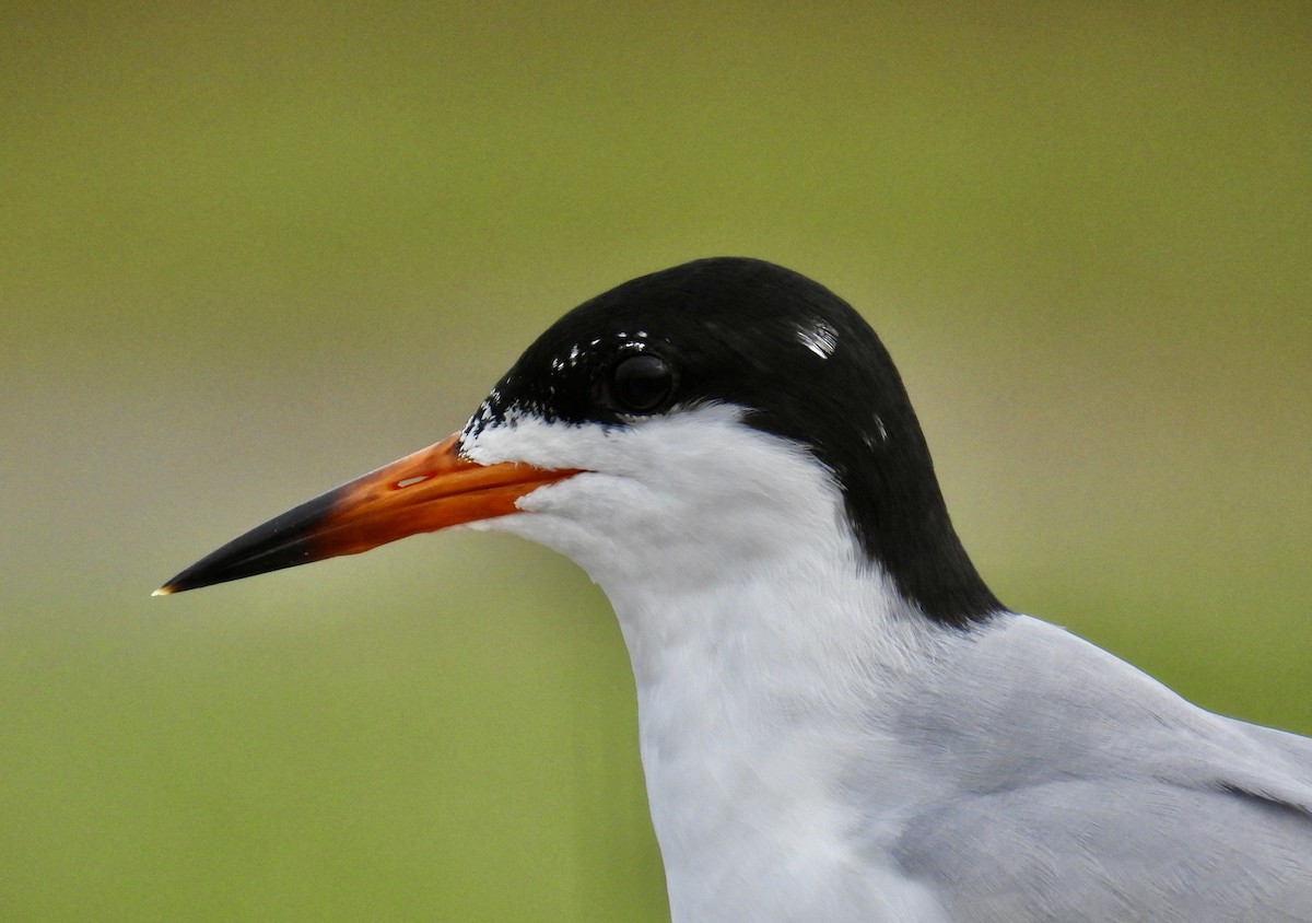 Forster's Tern - ML616352216