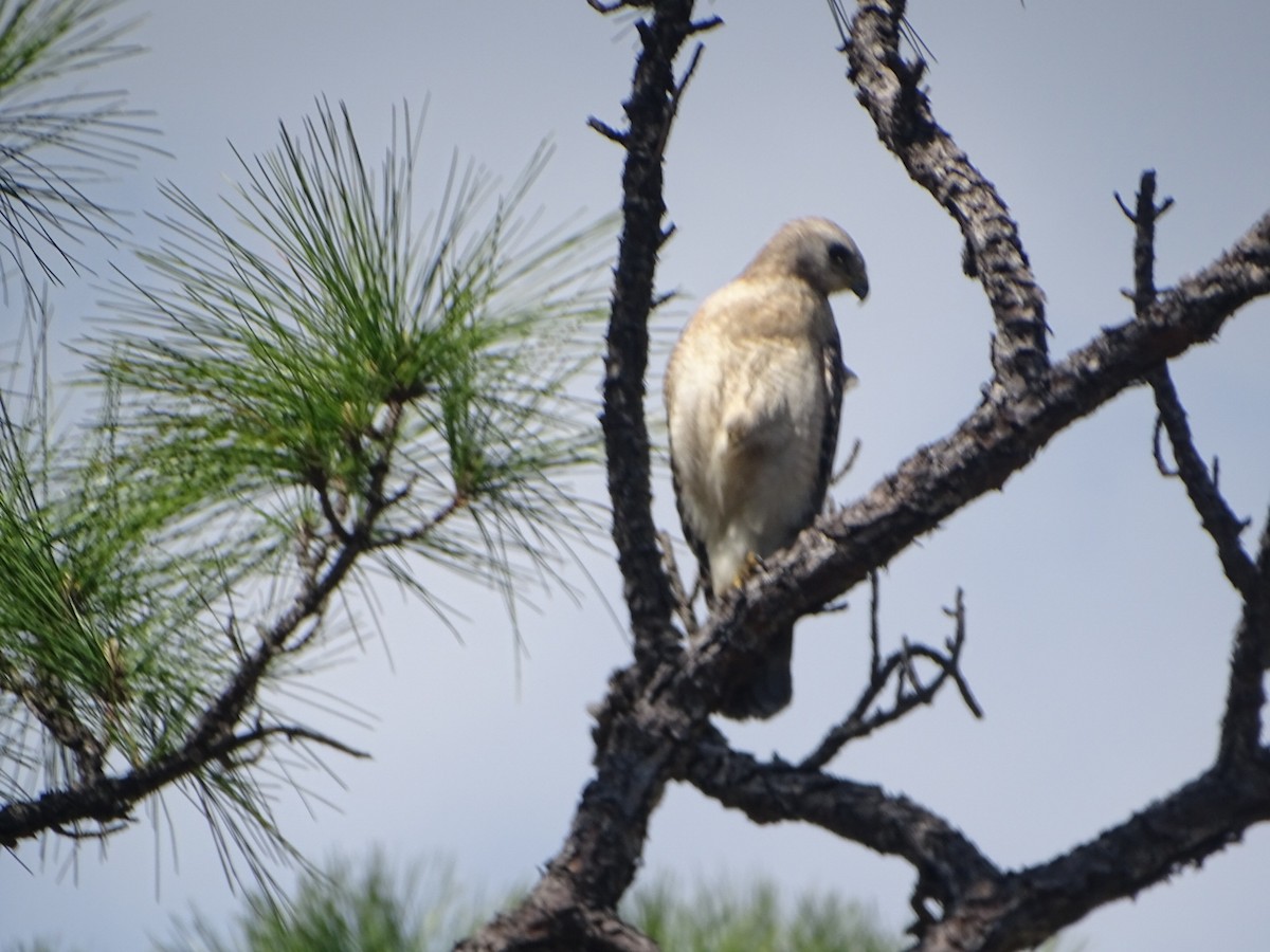 Red-shouldered Hawk (extimus) - Robert Solomon