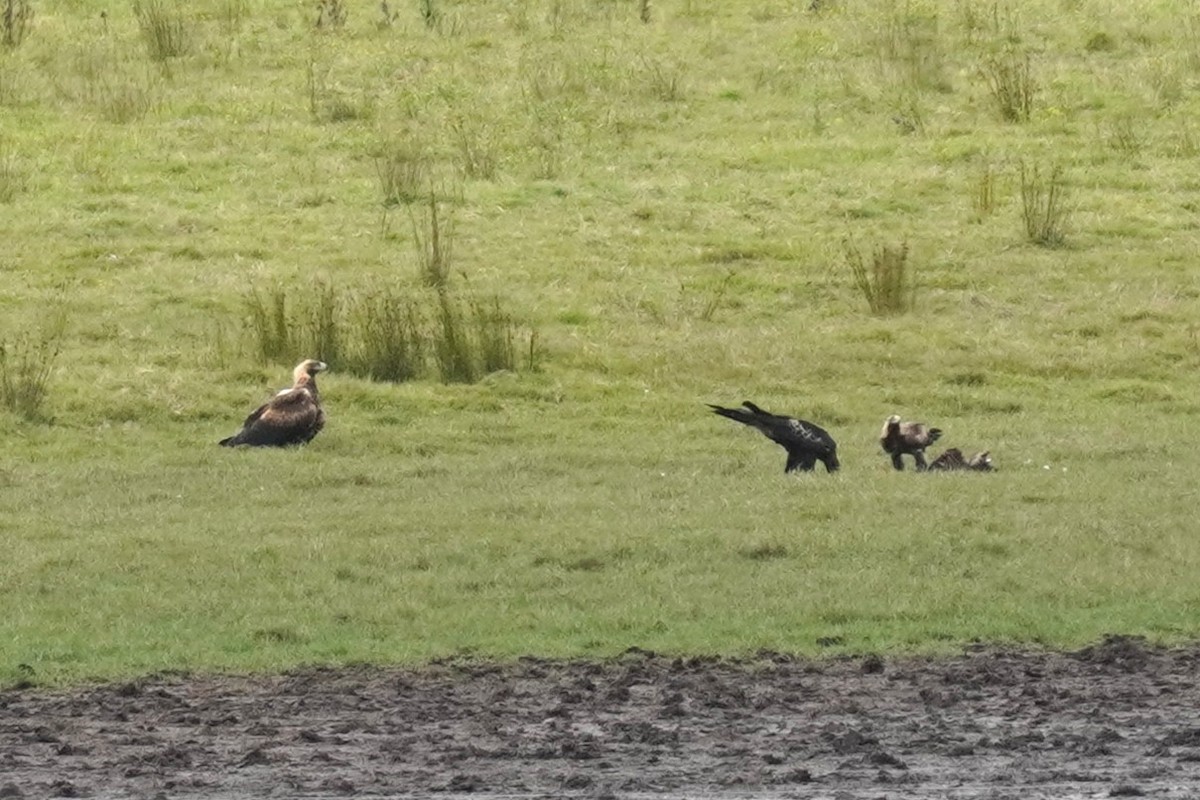 Wedge-tailed Eagle - ML616352245