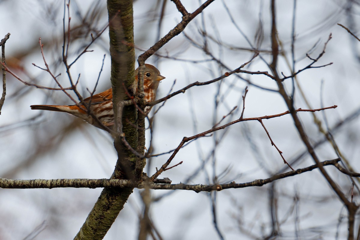 Fox Sparrow - ML616352256