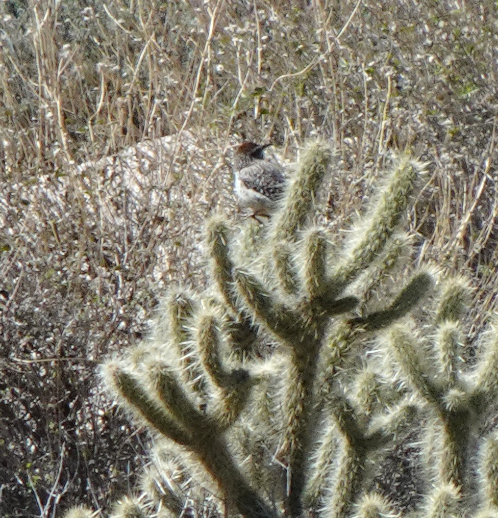 Cactus Wren - Audrey E.