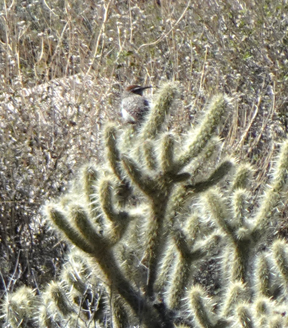 Cactus Wren - Audrey E.