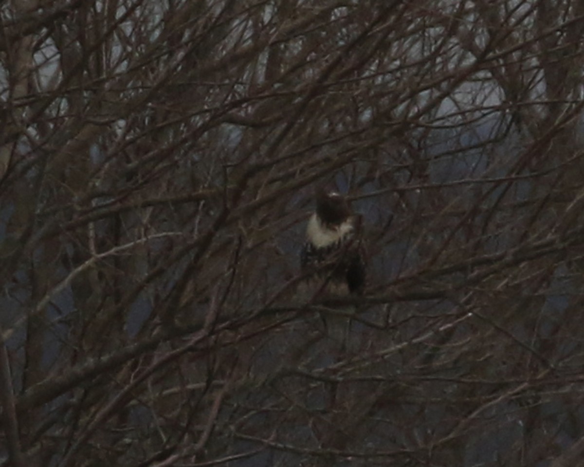 Red-tailed Hawk (abieticola) - ML616352278
