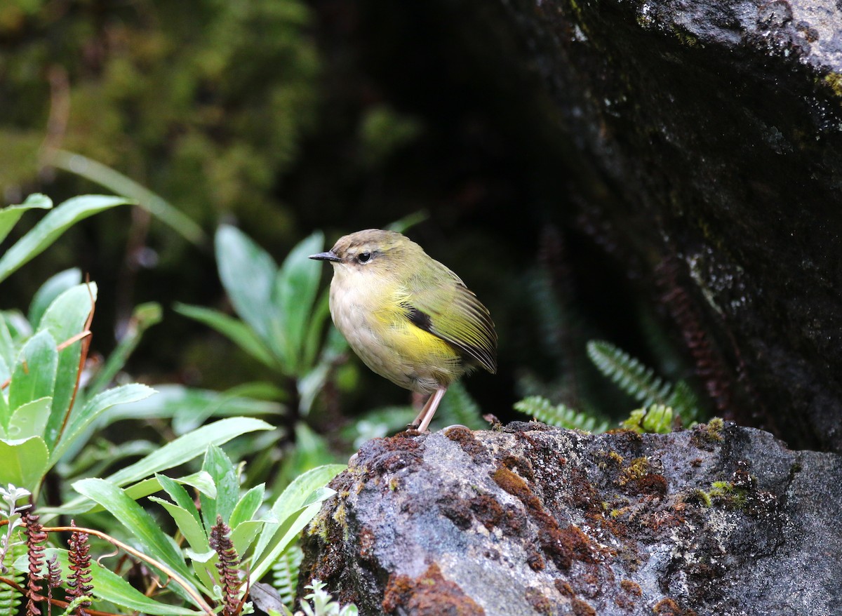 South Island Wren - ML616352279