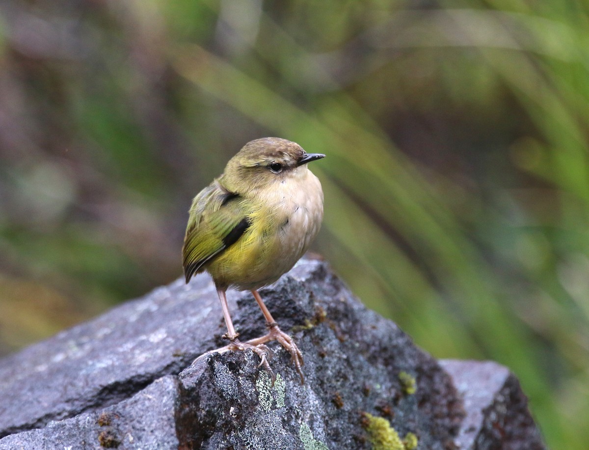 South Island Wren - ML616352280