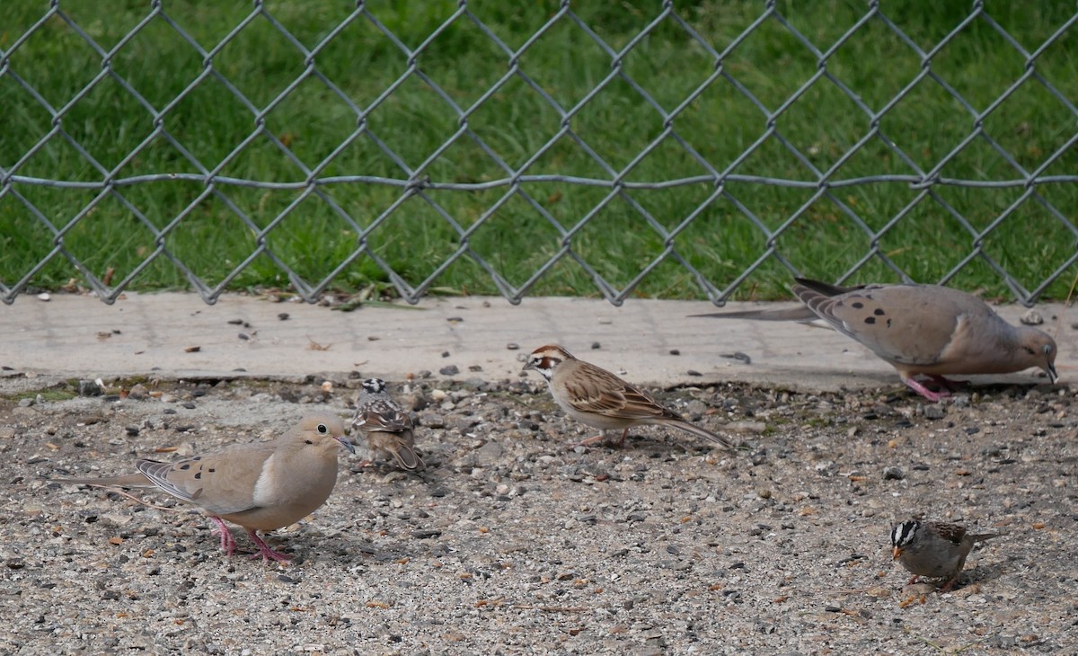 Mourning Dove - ML616352282