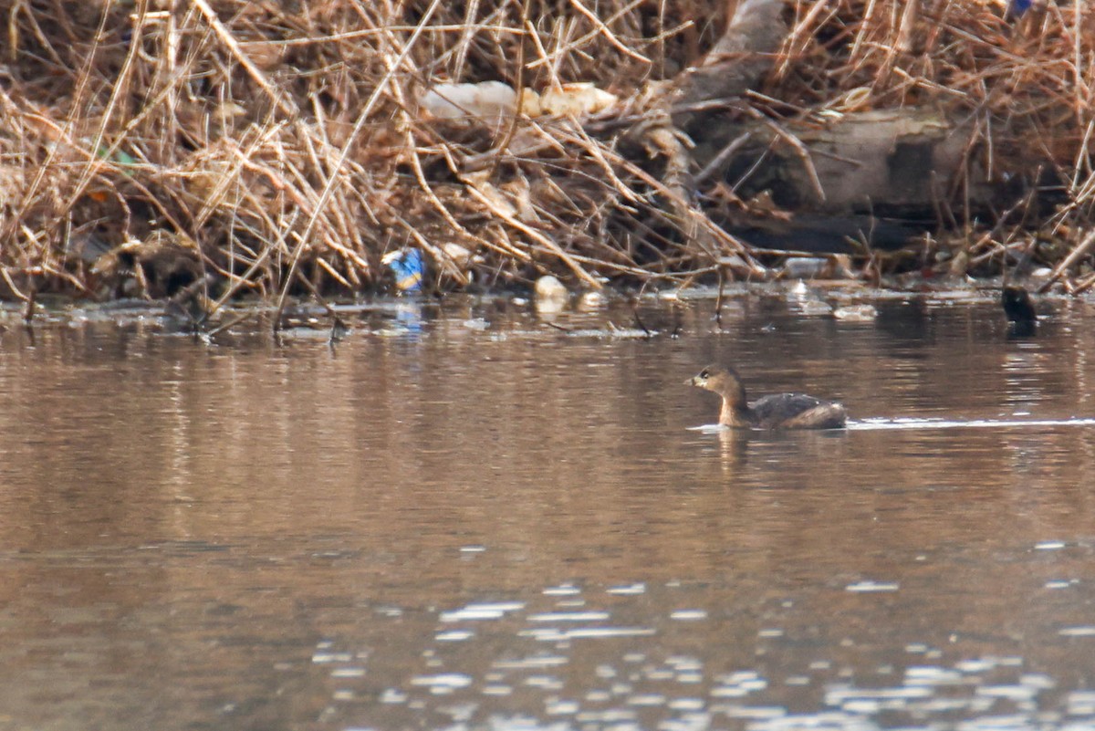 Pied-billed Grebe - ML616352301