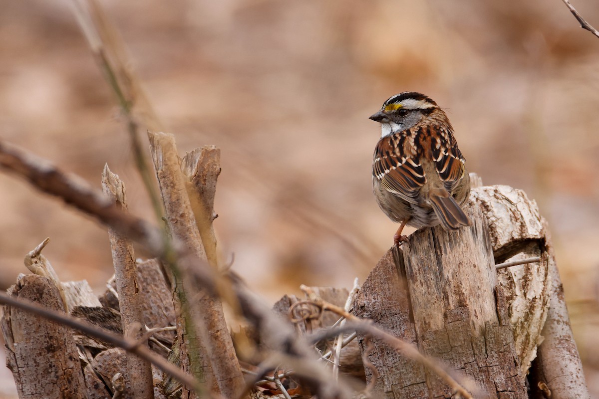 Song Sparrow - ML616352302