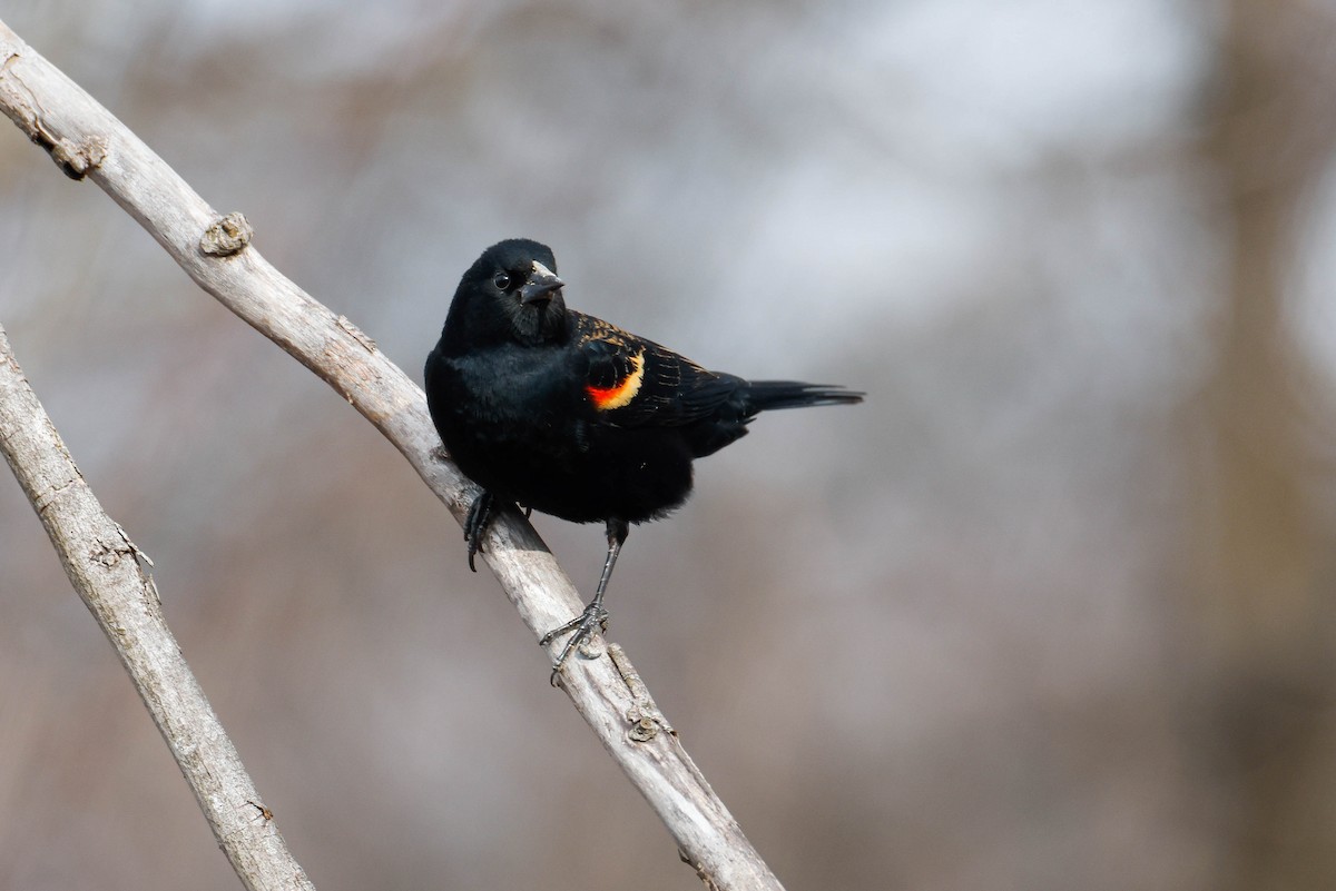 Red-winged Blackbird - ML616352304