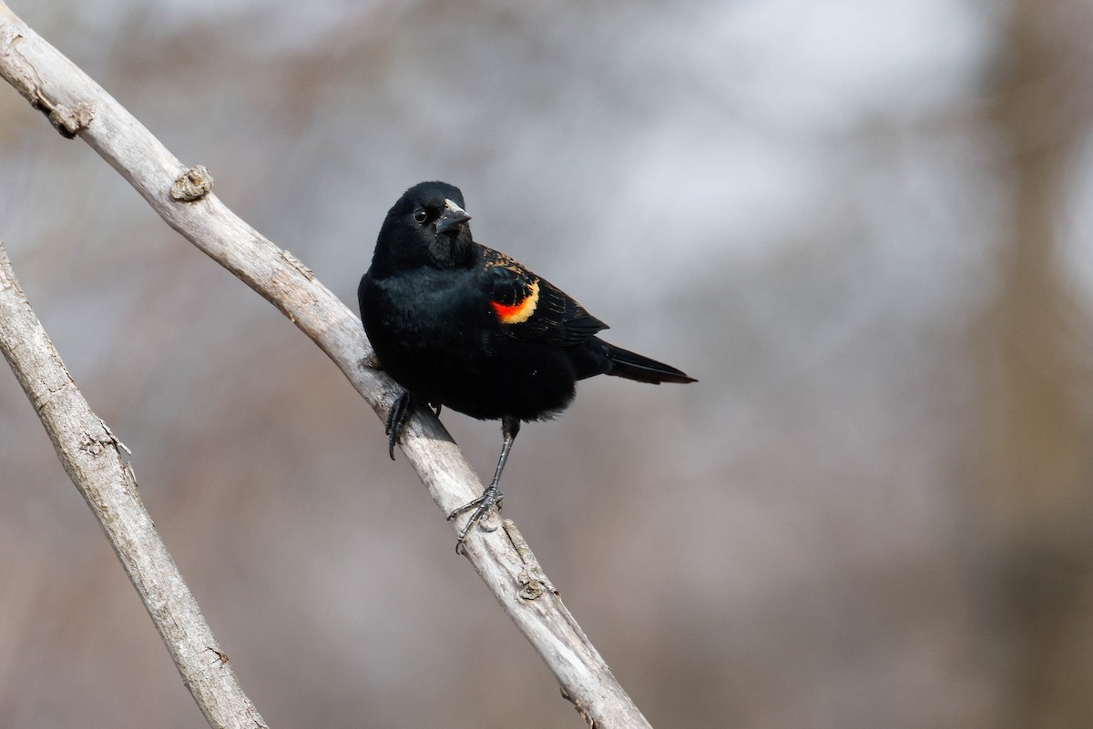 Red-winged Blackbird - ML616352305