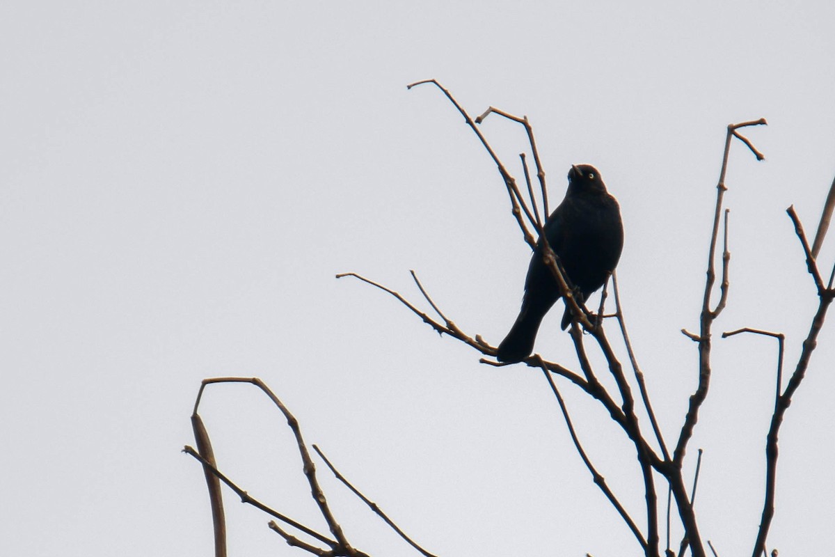 Rusty Blackbird - ML616352307