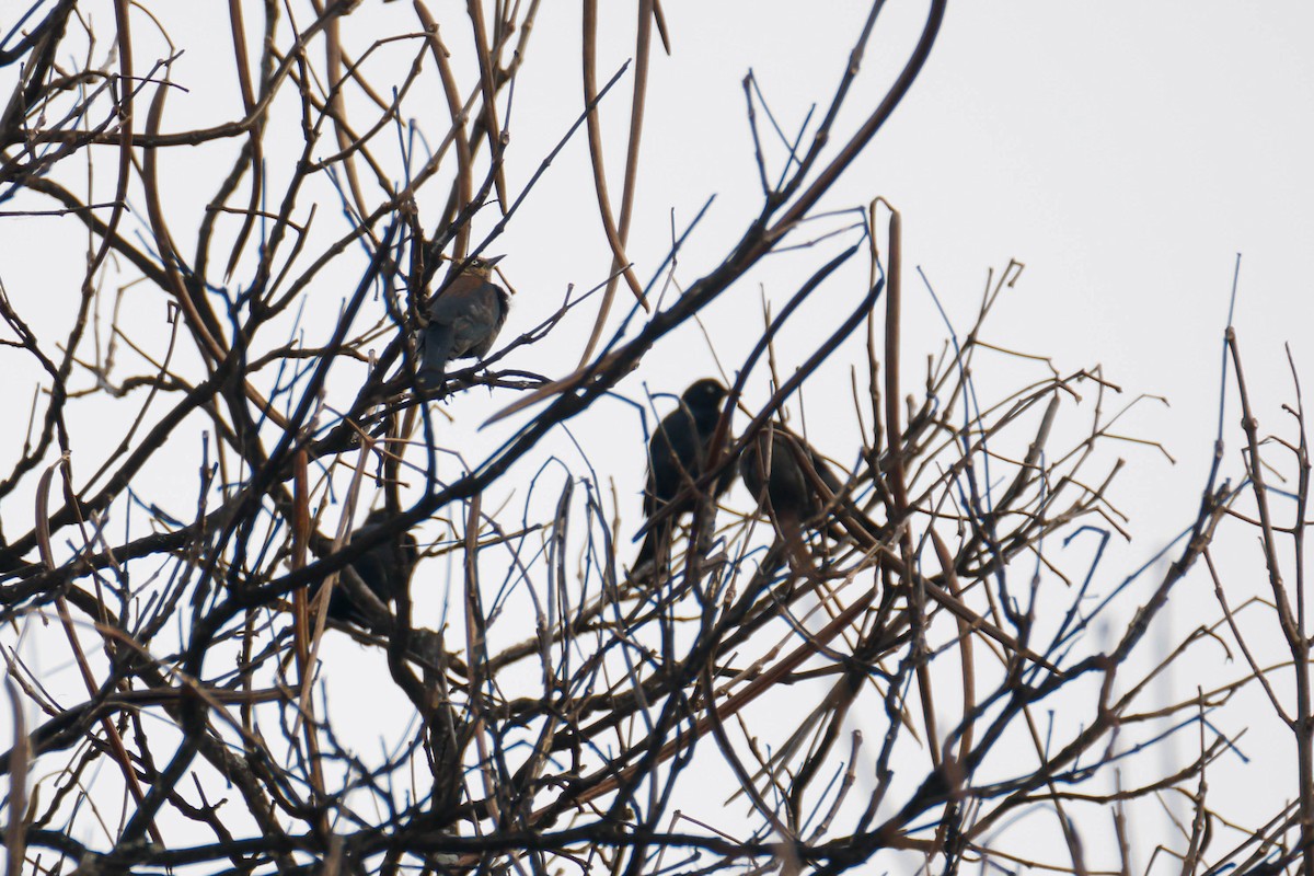 Rusty Blackbird - ML616352308