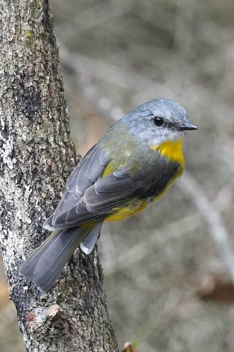 Eastern Yellow Robin - ML616352315