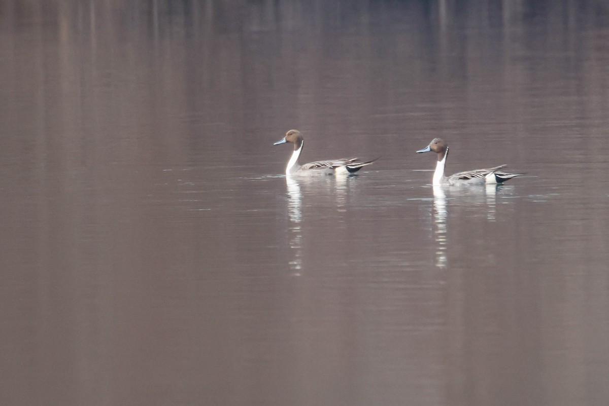 Northern Pintail - ML616352319