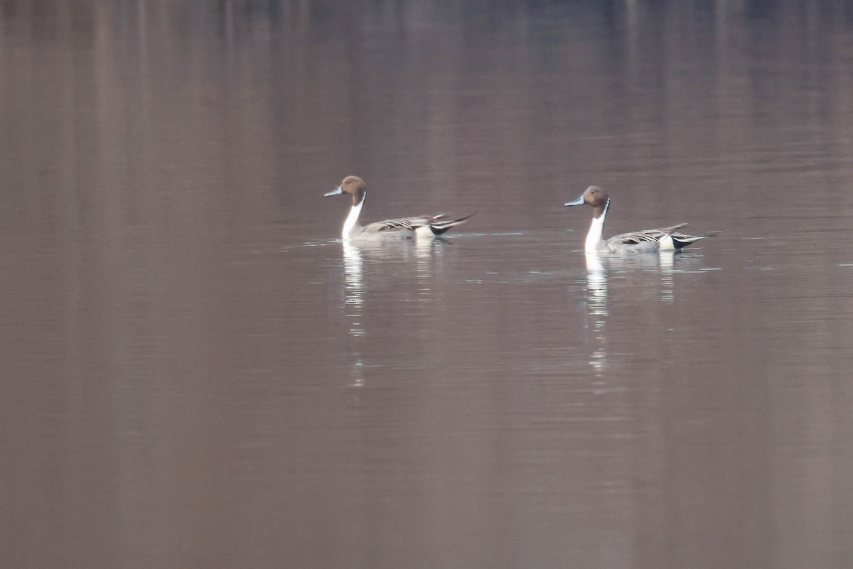 Northern Pintail - ML616352320