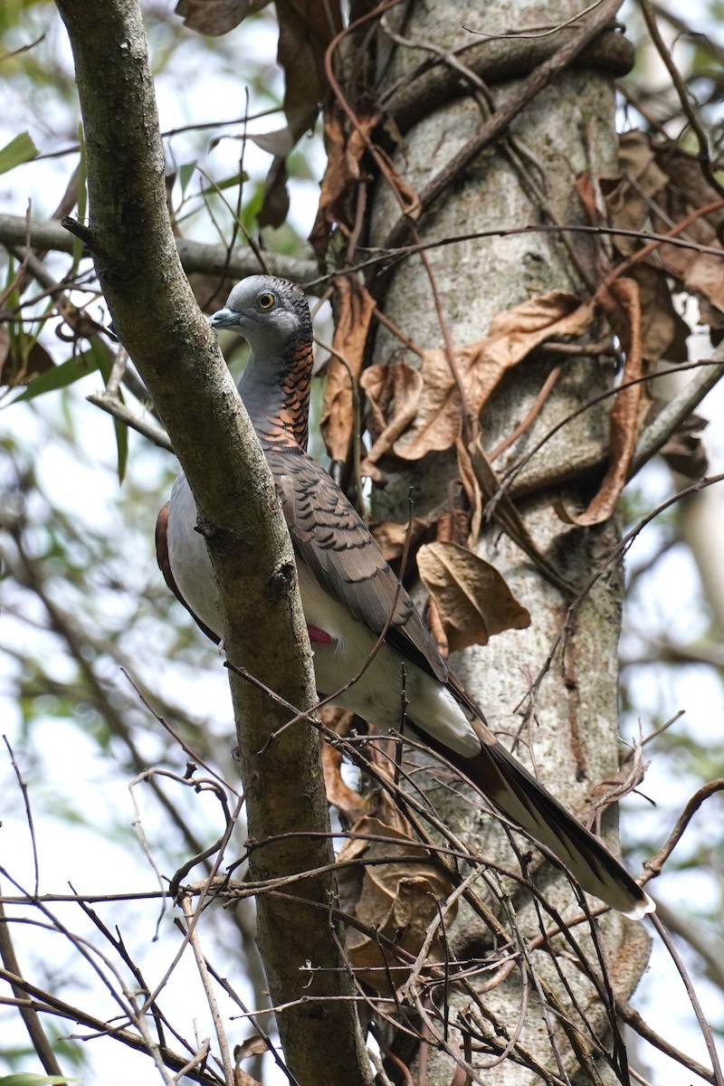 Bar-shouldered Dove - ML616352321