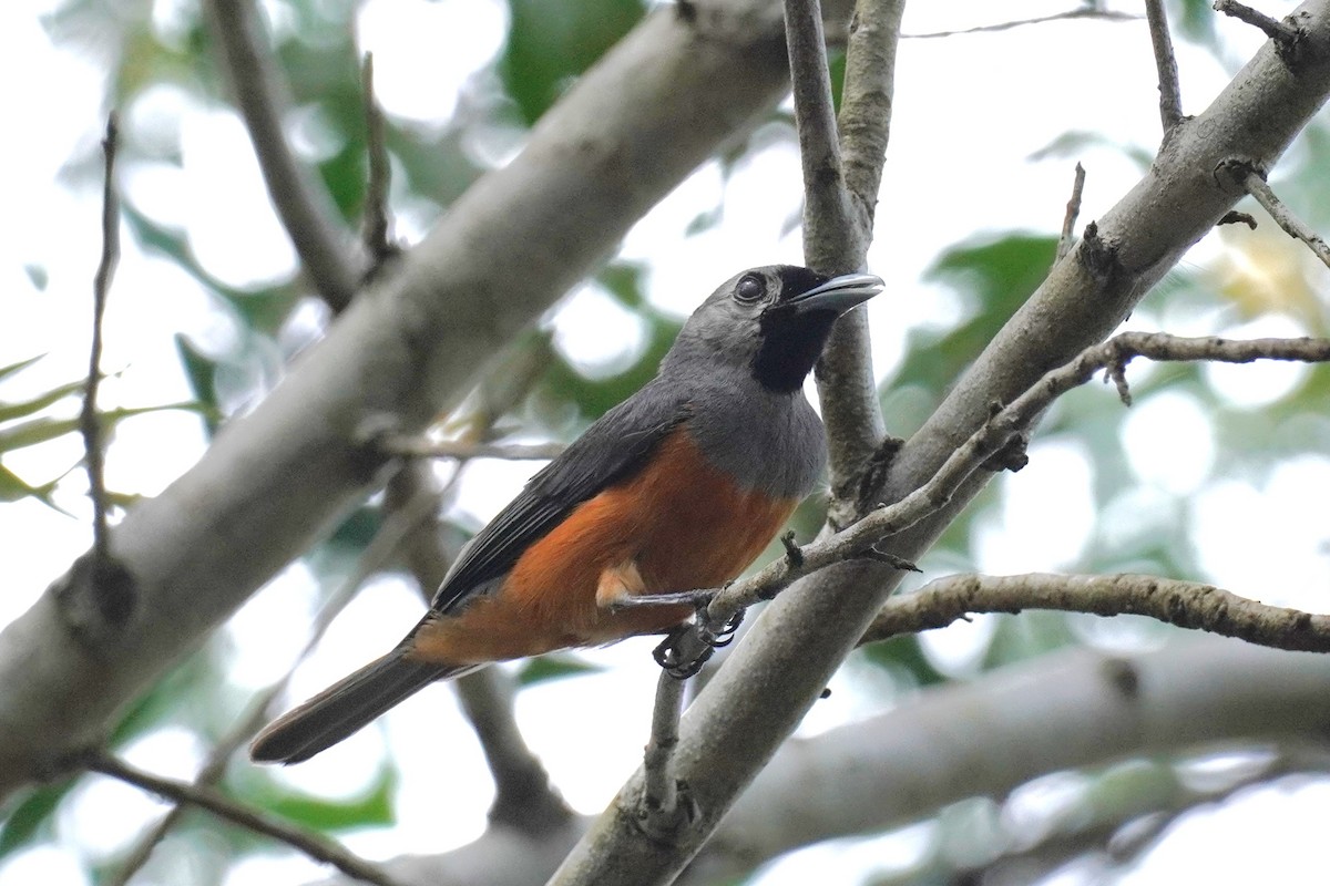 Black-faced Monarch - ML616352349