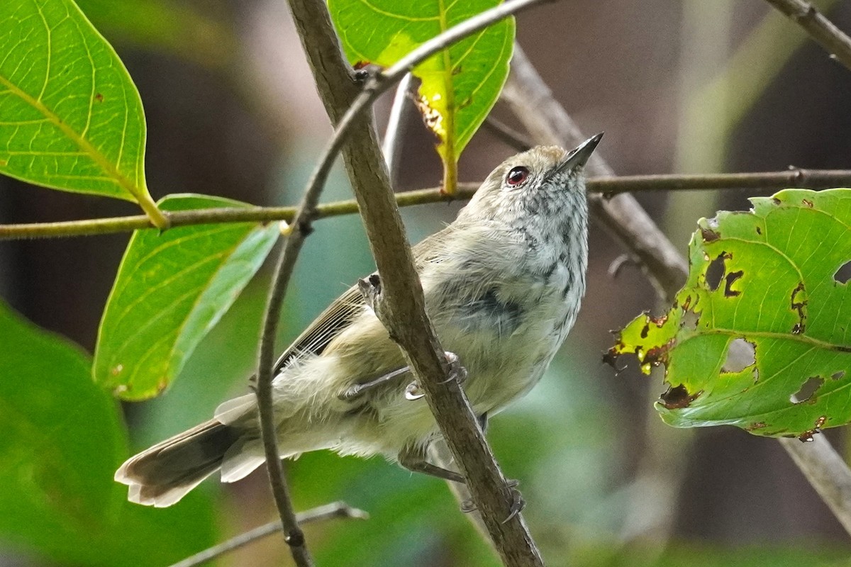 Brown Thornbill - ML616352367