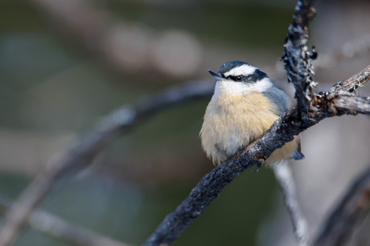 Red-breasted Nuthatch - ML616352436