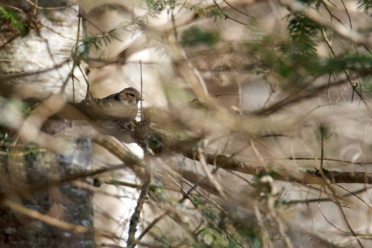 Pine Siskin - Sean Salazar