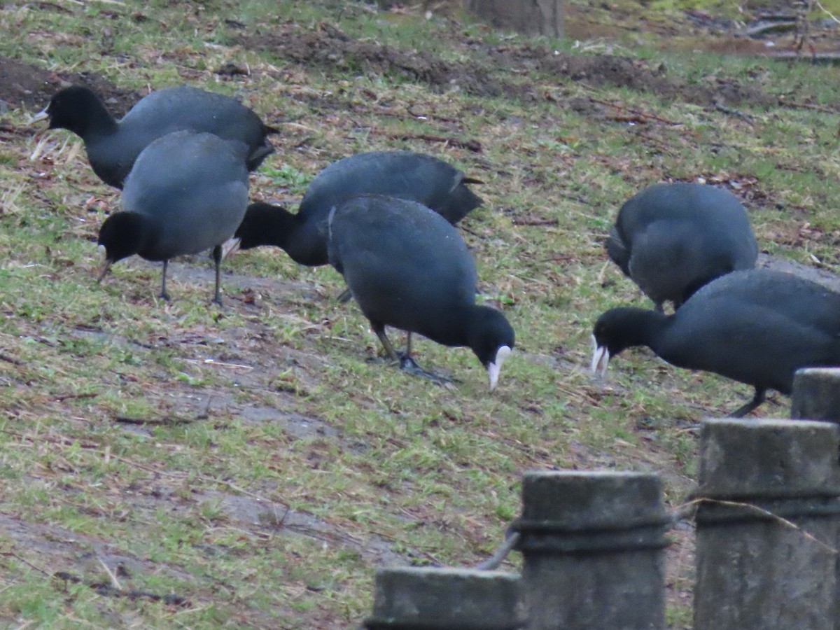 Eurasian Coot - ML616352438