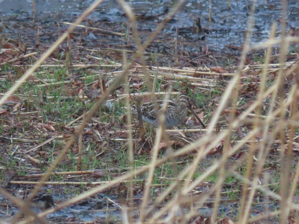 Common Snipe - ML616352470