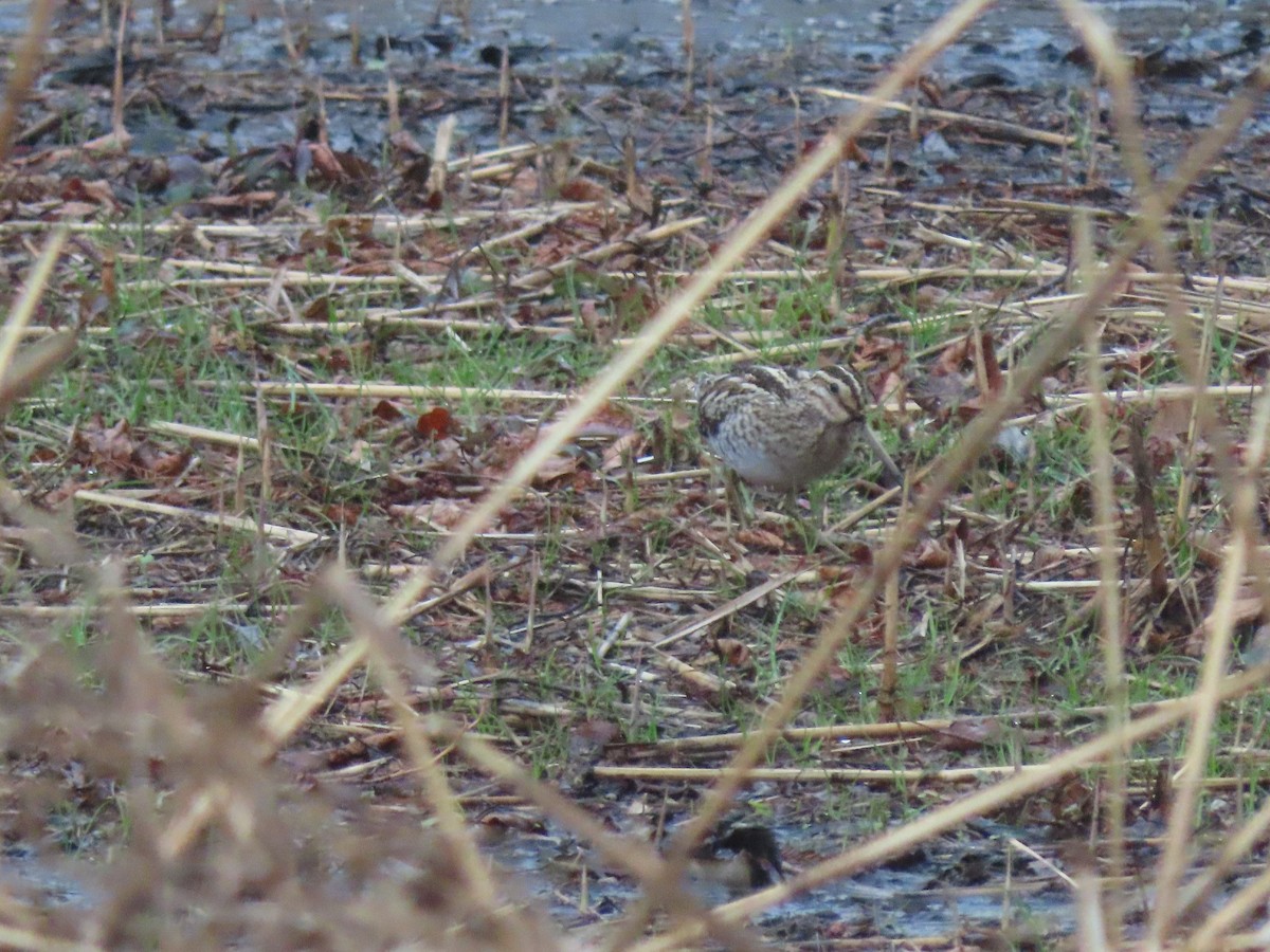 Common Snipe - ML616352471